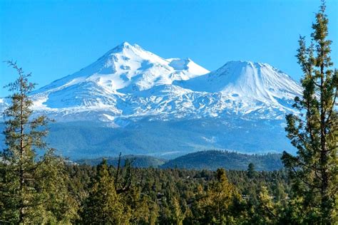 Shasta